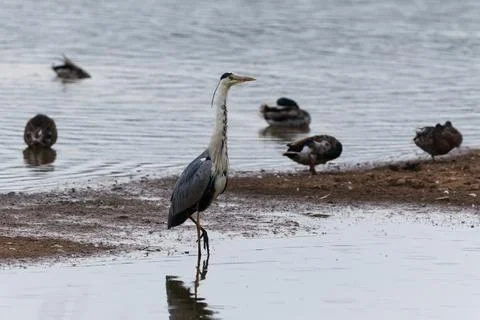 Shaking it off Stock Photos