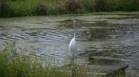 Booty Shaking Stock Videos – Royalty-Free HD & 4K Videos Pond5