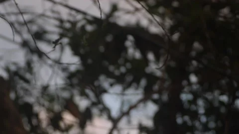 Shaking Leaves Stock Footage 150952248