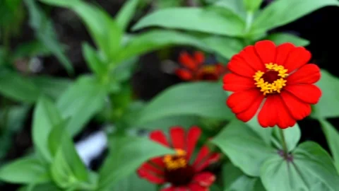 Shaking motion blur red flower in windy outdoor footage Stock Footage 126623285