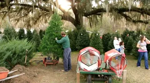 Shaking needles out of a Christmas tree Stock Footage 9086067