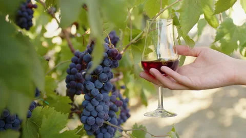Shaking red wine glass in the vineyard Stock-Footage 204923367