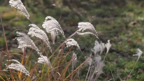 Shaking reed leaves Video stock 79953532