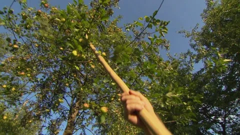 Shaking Ripe Apples from the Tree Stock Footage 314896400