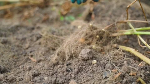 Shaking the root of a potato top in search of a lost root vegetable, slow motion Stock Footage 260894165