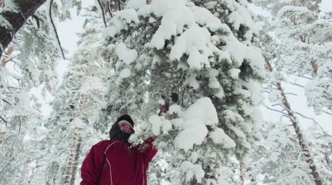 Shaking snowy branches slow motion Stock Footage 59777649