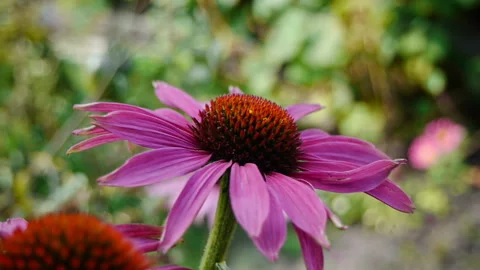 Shaking summer flower Stock Footage 221649088