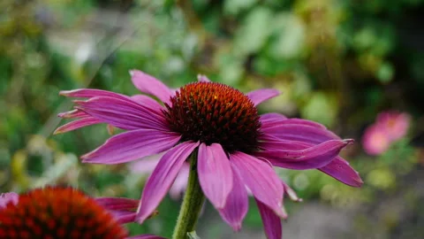 Shaking summer flower Stock Footage 221649137