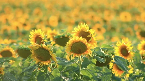 Shaking Sunflowers 스톡 동영상 53402702