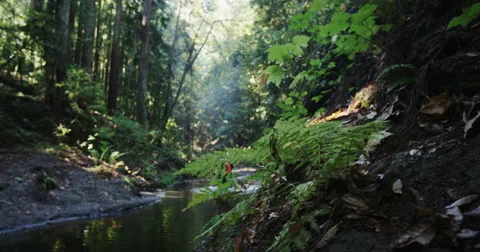 Shaking Track Shot Of Mountain Bikers Racing Through Stream In Rain Forrest Free Stock Footage 64319528
