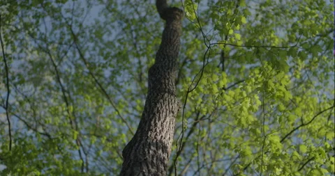 Shaking tree being cut down Stock Footage 148168622