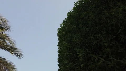 SHAKING TREE DUE TO AIR Video stock 111689072