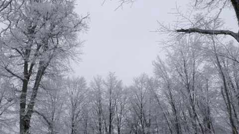 Shaking trees in winter with snow and grey sky 스톡 동영상 169563729