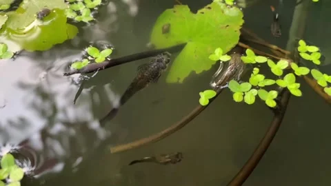 Shaking water surface with floating dirt and light reflections Stock Footage 312856507