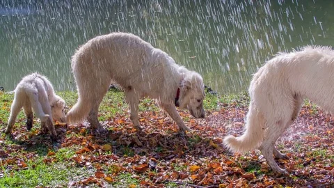 Shaking off water which is raining on them Stock Footage 83775009