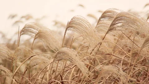 Shaking Wild Grass Sway From Wind Against The Sky Stock Footage 134435077