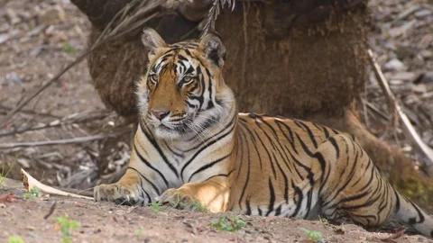 Shaktis cub4 rtr Stock-Footage 331024925