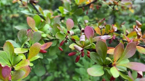 Shaky camera with focus on barberry bush swaying in the wind. 動画素材 239811991