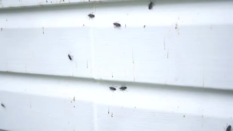 Shaky Camera on invasive bugs on residential home siding Stock Footage 287947737