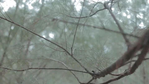 Shaky Footage of Delicate Pine Tree Branches in Soft Focus Amidst a Serene .. Stock Footage 303340214