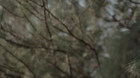 Shaky Handheld B-Roll of Pine Needles with Blurred Forest Background Showca.. Stock Footage 303340393