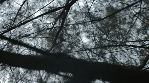 Shaky Handheld B-Roll Video of Tree Branches Silhouetted Against Cloudy Sky Stock Footage 303340208