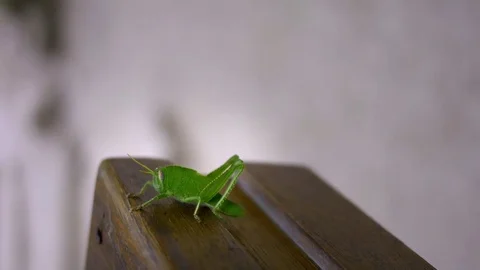 Shaky handheld close-up of green grasshopper on wood Stock Footage 71178282