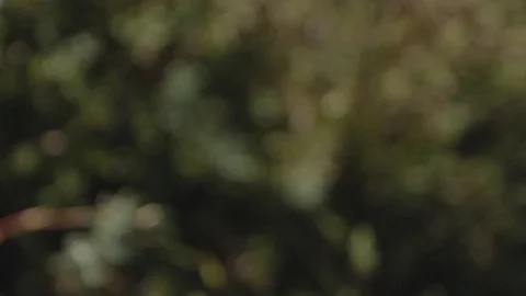 Shaky Handheld Greenery Focus On Plants Stock Footage 106676777