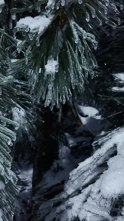 Shaky Handheld Pull Out From Frozen Pine Branch At Night 库存影片 329559453