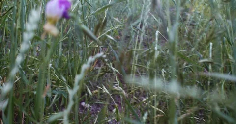 Shaky POV of moving through grass Stock Footage 89776874