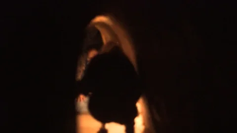 Shaky POV walking through tiny, tight Cu Chi Tunnels from Vietnam War near ho Video stock 87265623