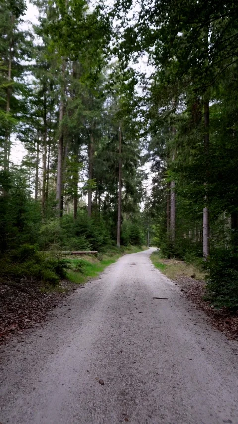 Shaky Walk Through Forest with Thunder Rumbling in the Distance Stock Footage 283917732