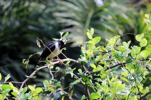 Shalik bird Stock Photos