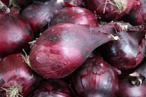 Shallot onion Foto stock