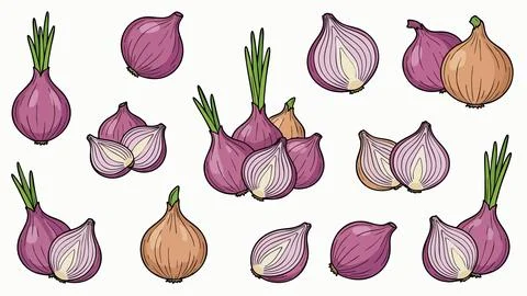 Shallot Onion Vector Illustration Set Stock Illustration