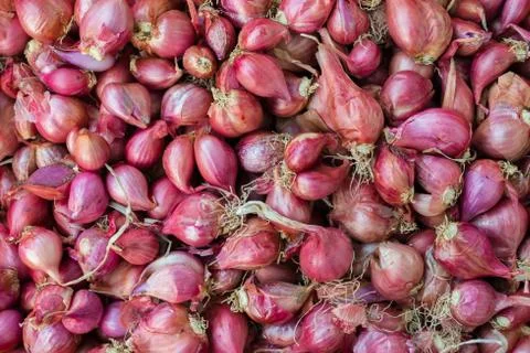 Shallot Stock Photos