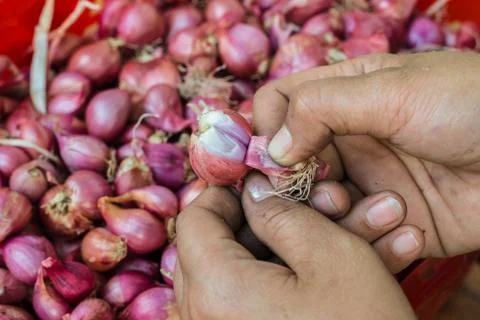 Shallot Stock Photos