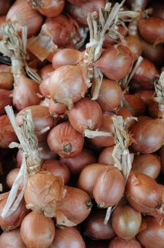 Shallot Stock Photos