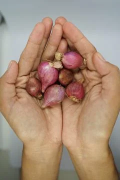 Shallot Stock Photos