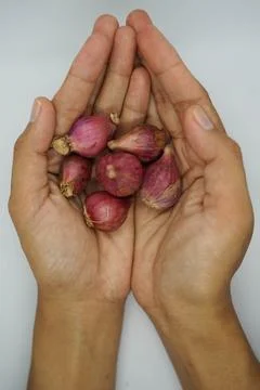 Shallot 写真素材