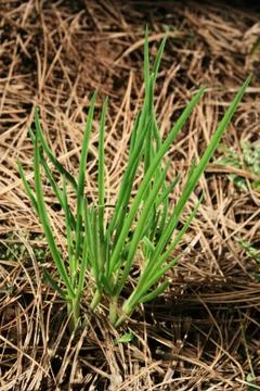 Shallot plants Foto stock