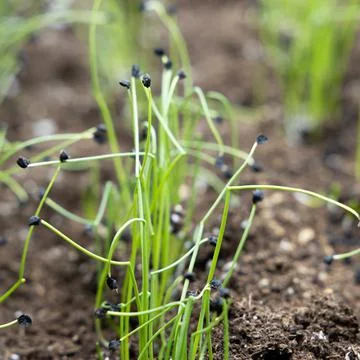 Shallot Sprouts Stock Photos