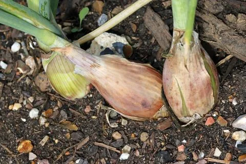 Shallots in close up in a vegetable garden Stock Photos