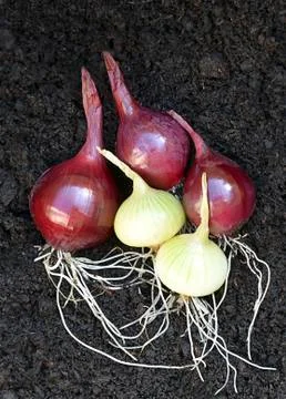 Shallots Stock Photos