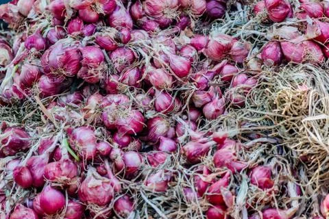 Shallots Stock Photos
