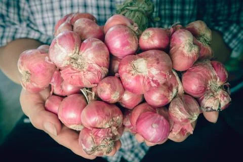 Shallots Stock Photos
