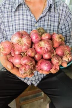 Shallots Stock Photos
