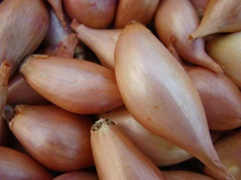 Shallots Stock-Fotos