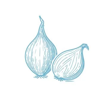 Shallots Vector Drawing - Realistic Gourmet Allium &amp; Culinary Herb Illustration Stock Illustration