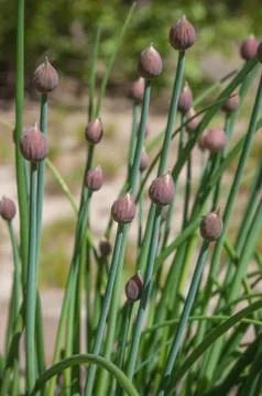 Shallots in the vegetable garden Foto stock